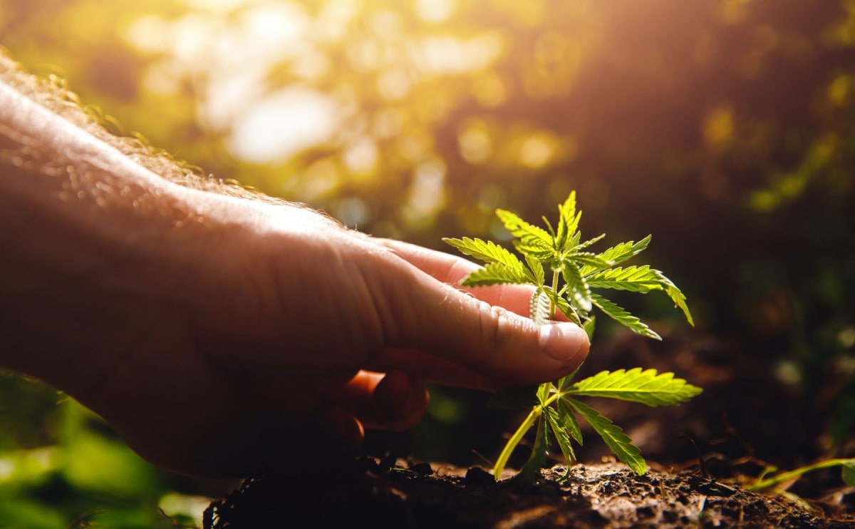 medical-marijuana-blog-img-1 medical-marijuana-blog-img-1