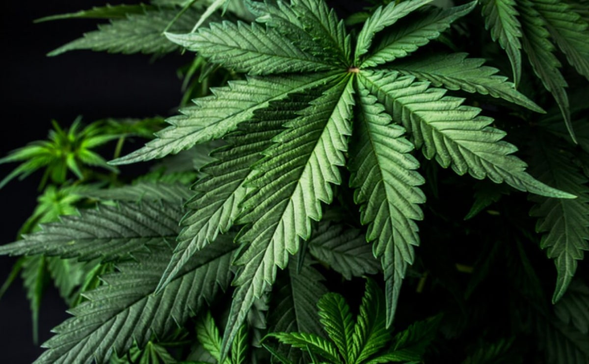 medical-marijuana-blog-img-2 medical-marijuana-blog-img-2