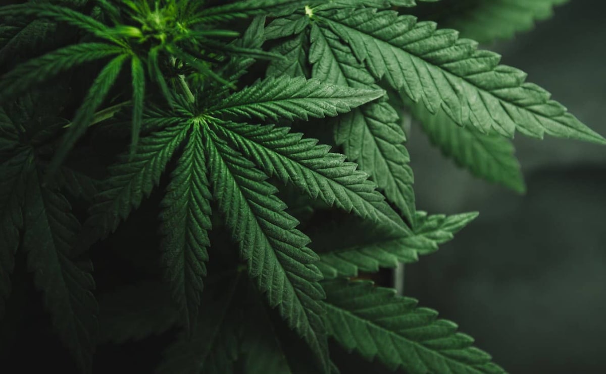 medical-marijuana-blog-img-4 medical-marijuana-blog-img-4