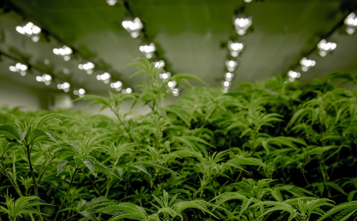 medical-marijuana-blog-img-5 medical-marijuana-blog-img-5