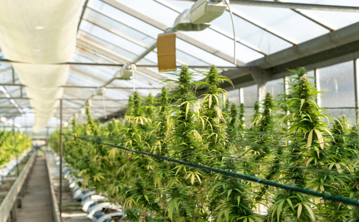 medical-marijuana-blog-img-7 medical-marijuana-blog-img-7