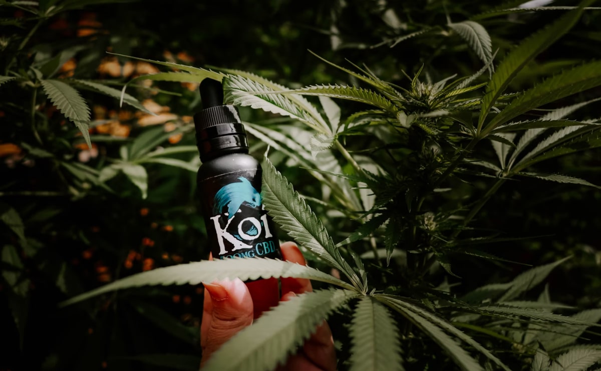 medical-marijuana-blog-img-8 medical-marijuana-blog-img-8
