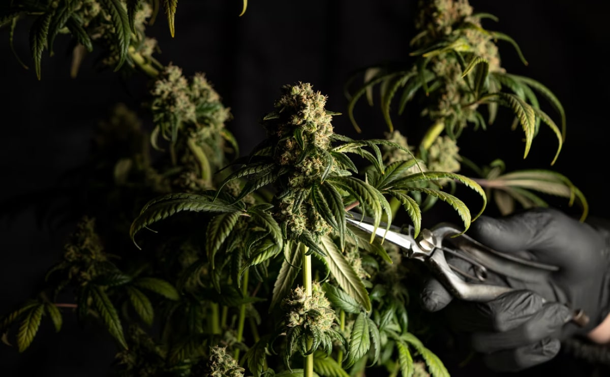 medical-marijuana-blog-img-9 medical-marijuana-blog-img-9